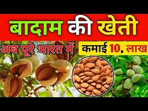 बादाम की खेती। Almond farming badam tree kaisa hota hai, badam ki kheti kaise hoti hi, badam ka ped