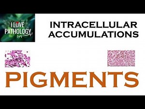 INTRACELLULAR ACCUMULATIONS: PIGMENTS