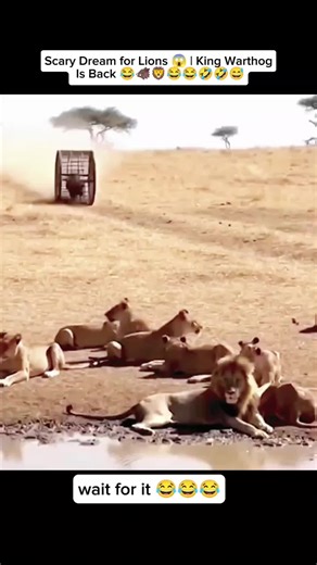 Funny Warthog Adventures: Lions Can't Sleep!