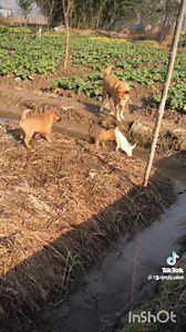 2.2M views · 21K reactions | Dạo này xảy ra nhìu vụ quánh nhau quá .. Công an chả thấy đâu ...k can ngăn j cả . | HÀI Vl | Facebook