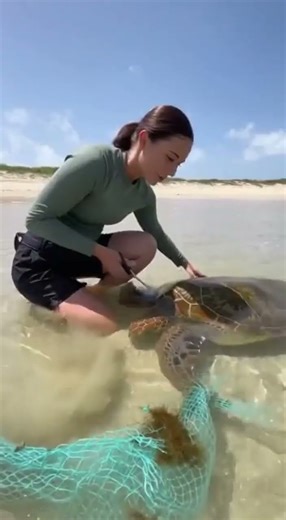 What Happens When a Sea Turtle Gets Trapped in a Fishing Net?