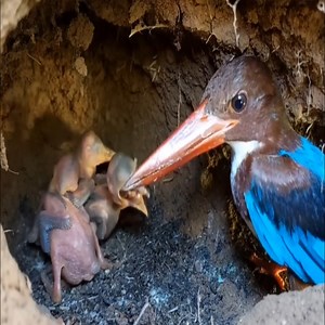 14K views · 297 reactions | FOOD CHAIN ​​OF CHUCK BIRDS FROM BIRTH | Brid Feed | Facebook