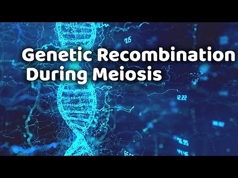 Genetic Recombination During Meiosis | Hetroduplex | Chiasma | Holliday Structure