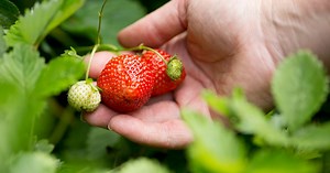 How to grow strawberries
