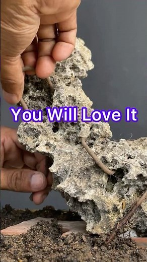 Here's How to Plant Bonsai Trees on Rocks