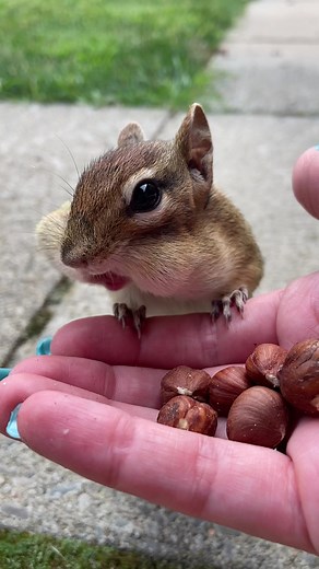 Chipmunk and Squirrel Eating Nuts Compilation