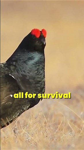 The Science Behind Birds That Change Their Color Like Magic!