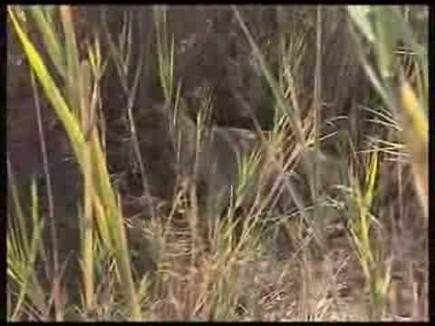 Wild lioness giving birth (first EVER filmed in the wild)