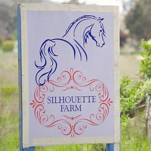 1.2K views · 38 reactions | On Tuesday, the winner of the Racing Victoria Off The Track Acknowledged Retrainer of the Year Award will finally be revealed! We caught up with RV Acknowledged Retrainer Jodee Young from Silhouette Farm OTT & HRV Retraining to find out what it means to her to be one of the five finalists in this award. | Off The Track | Facebook