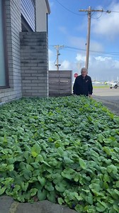 You deserve to have a lush, beautiful garden, even in tricky spots. 💜 Buy Sweet Violet here: https://www.thetutuguru.com.au/shop/viola-sweet-violet/ #hellohelloplants #nursery #melbourne #australia #SweetViolet #beautifulplants #landscape #groundcover #evergreen #shadyplants | Hello Hello Plants & Garden Supplies