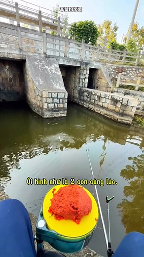 35K views · 419 reactions | Săn Cá Chép #câu #cauca #cá #fishing #fish #sanhang #caphi #caucathugian #fishinglife | CÂU CÁ | Facebook