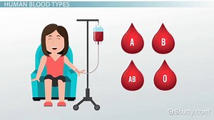 Blood Type Inheritance in Humans | Overview & Patterns
