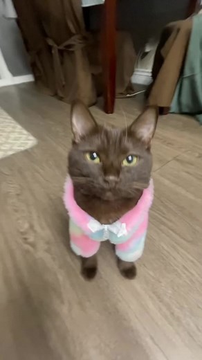 Cute Brown Cat Compilation | Walla Walla Bing Bang