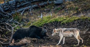 'Once in a lifetime': Photographer captures epic encounter between a grizzly bear & wolf [WATCH]