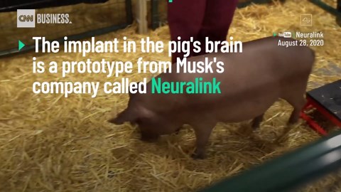 Watch Elon Musk show how the Neuralink brain implant works — using a pig (2020)