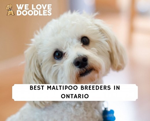 5 Best Maltipoo Breeders in Ontario! - We Love Doodles