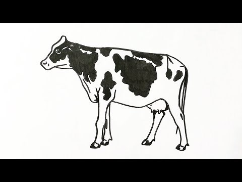 How to draw a cow step by step
