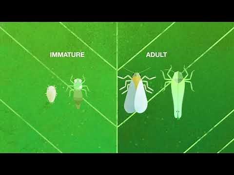 Sefina – Insecticide