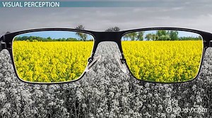 Visual & Cognitive Perception | Hierarchy, Types & Importance