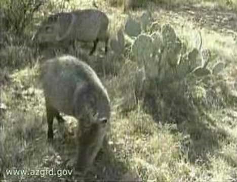 Javelina