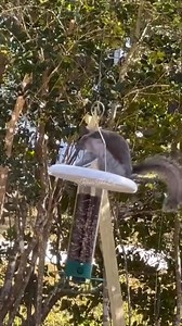 Squirrel vs bird feeder #follower #pet #animallover #reelsfypシ #naturelovers #everyone #wildlife | Squirrel Whisperer