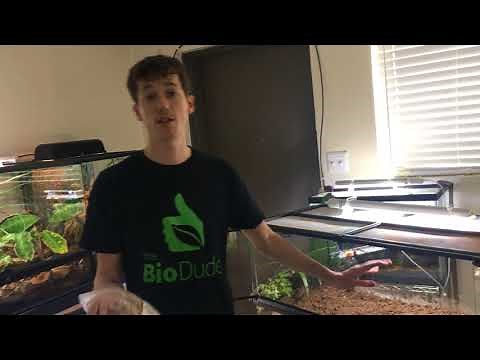 How to setup a BioActive Bearded Dragon Terrarium