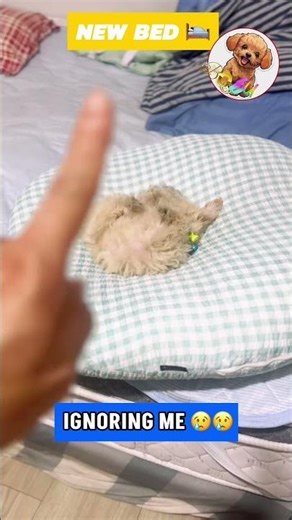 Boo bu new bed | Dog Lovers | German Poodle | Love Poodle Dog | I love pet | Boo bu Pawan #poodle