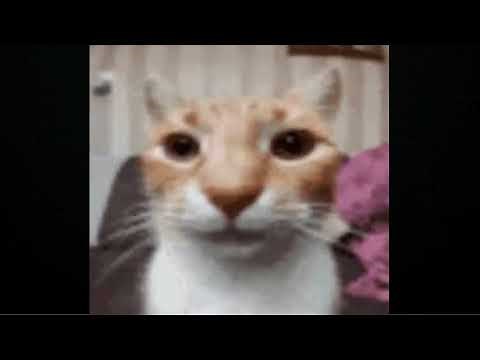 Cat laughing at you then explode 💀