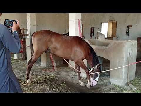 Horse Breeding Process Explained | Stallion & Mare Natural Mating