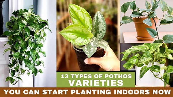 13 Types of Pothos Varieties. Best Pothos to Grow