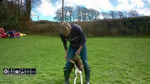 927K views · 174 reactions | Tom & Lauren playing this one simple 3-Minute GAME with Border Collie Bet completely transformed CHASE, not LISTENING, running off and PULLING on leash! Have a play  and then grab your DVD of the 10 other games for the cost of shipping ONLY: freerecalldvd.com | absoluteDOGS | Facebook