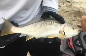 Yellowfin Croaker Fishing: Pier and Surf Fishing