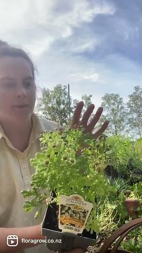 Benefits of Pyrethrum