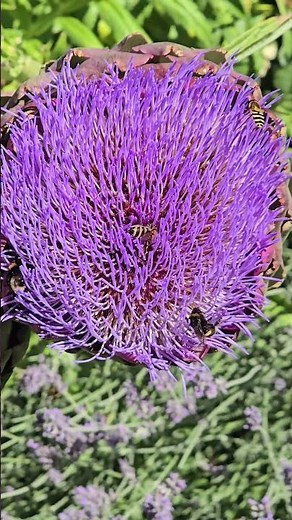 Cardoons in Full Bloom! | Cynara cardunculus Feeding the Pollinators 🐝💜