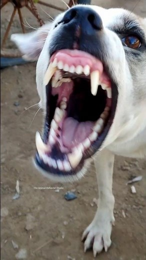 Real Aggressive Dog Sound | Angry Dog Barking | The Animal Behavior Studio---