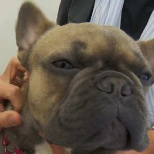 407K views · 17K reactions | French Bulldog owner is extremely worried about the pup’s breathing!  Can Dr Scott give the puppy a second change at a normal life?  | Vet On The Hill | Facebook