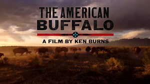 American Buffalo - A Film By Ken Burns - Twin Cities PBS