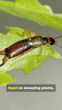 The Truth About Earwigs Will Surprise You!