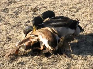 Duck mating - Buster must have Rowena