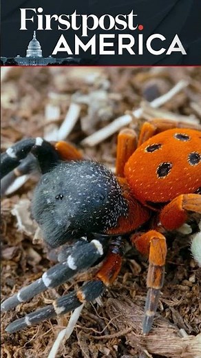 US Military Battles Spider Invasion | Firstpost America | N18G