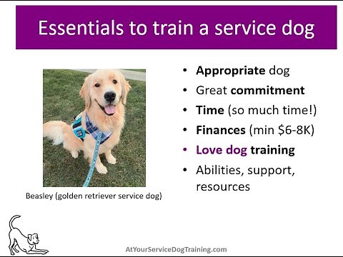 How to Train Your Own Service Dog (Are you ready to train your service dog?)