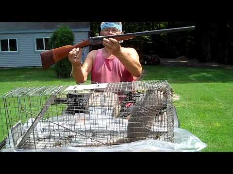 Armadillos, what bait to use
