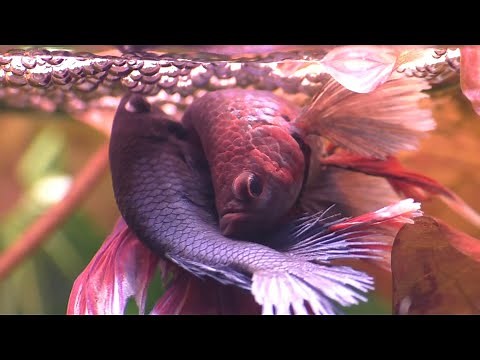 THE LIFE OF A BETTA FISH blowing bubbles, fighting, and breeding