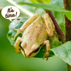 23 reactions | A sure sign of spring is the singing of Pacific tree...