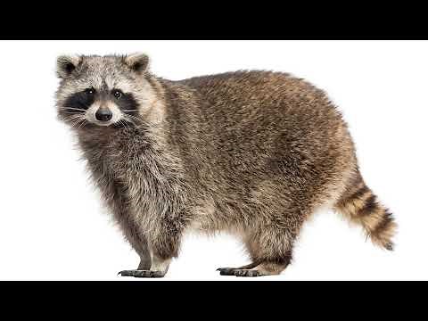 Raccoon Sound Effect | How a Raccoon Sounds Like