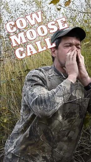 Moose sounds in the wild Cow Moose Call #shorts