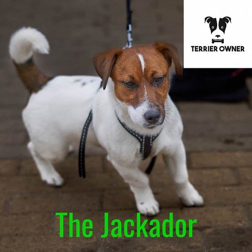 Jack Russell Terrier & Labrador Mix (Jackador) [1 Great Dog]