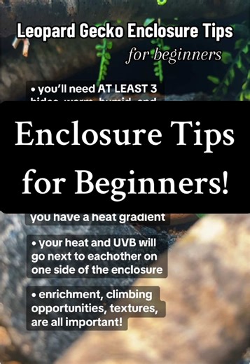 Leopard Gecko Enclosure Tips for Beginners