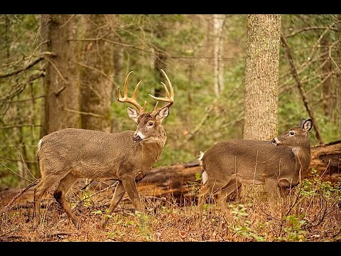 Whitetail Deer Buck and Doe Rut Behavior