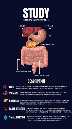Function of Organs in Digestive System Explained | Biology & Digestion